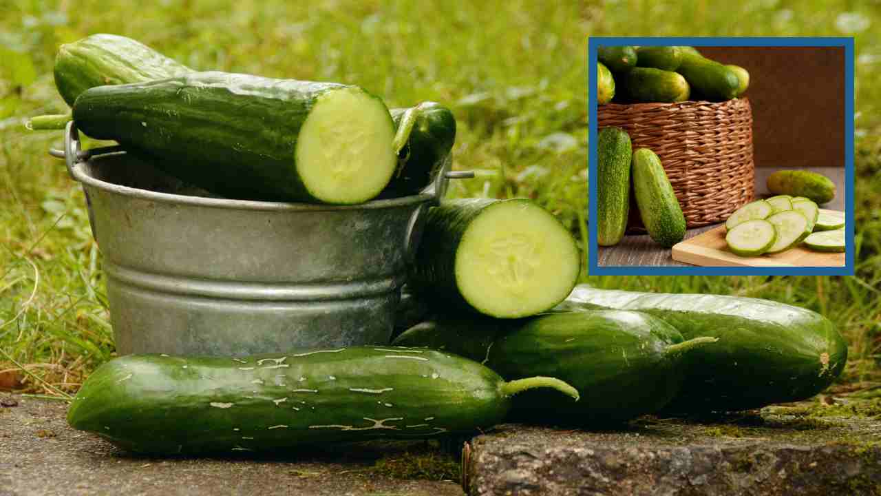 Summer : వేసవిలో శరీరానికి చల్లదనాన్ని ఇచ్చే కీరదోస!. Summer : వేసవిలో శరీరానికి చల్లదనాన్ని ఇచ్చే కీరదోస!.