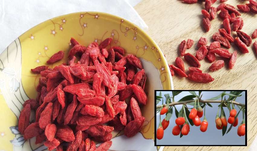 Goji Berries : గోజీ బెర్రీలు…ఆరోగ్యానికి బెస్ట్ Goji Berries : గోజీ బెర్రీలు…ఆరోగ్యానికి బెస్ట్