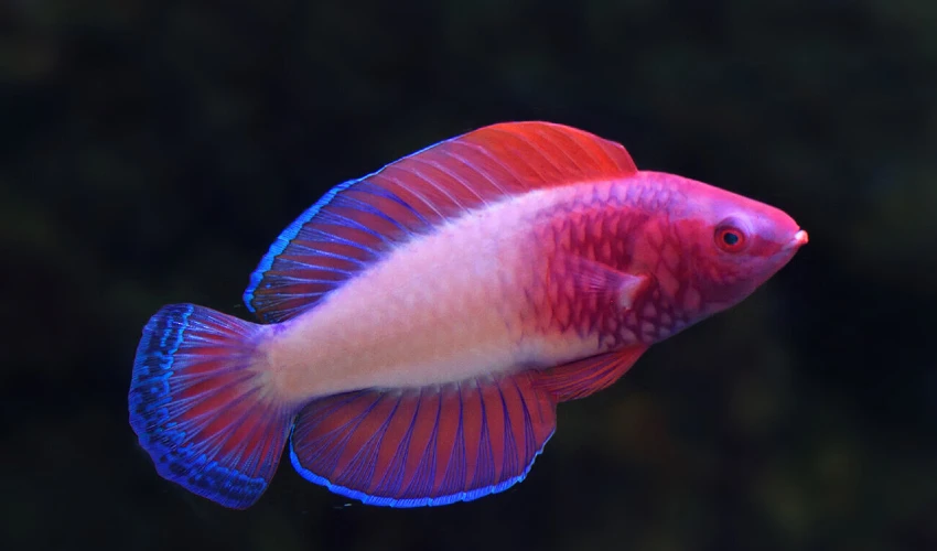 Fish