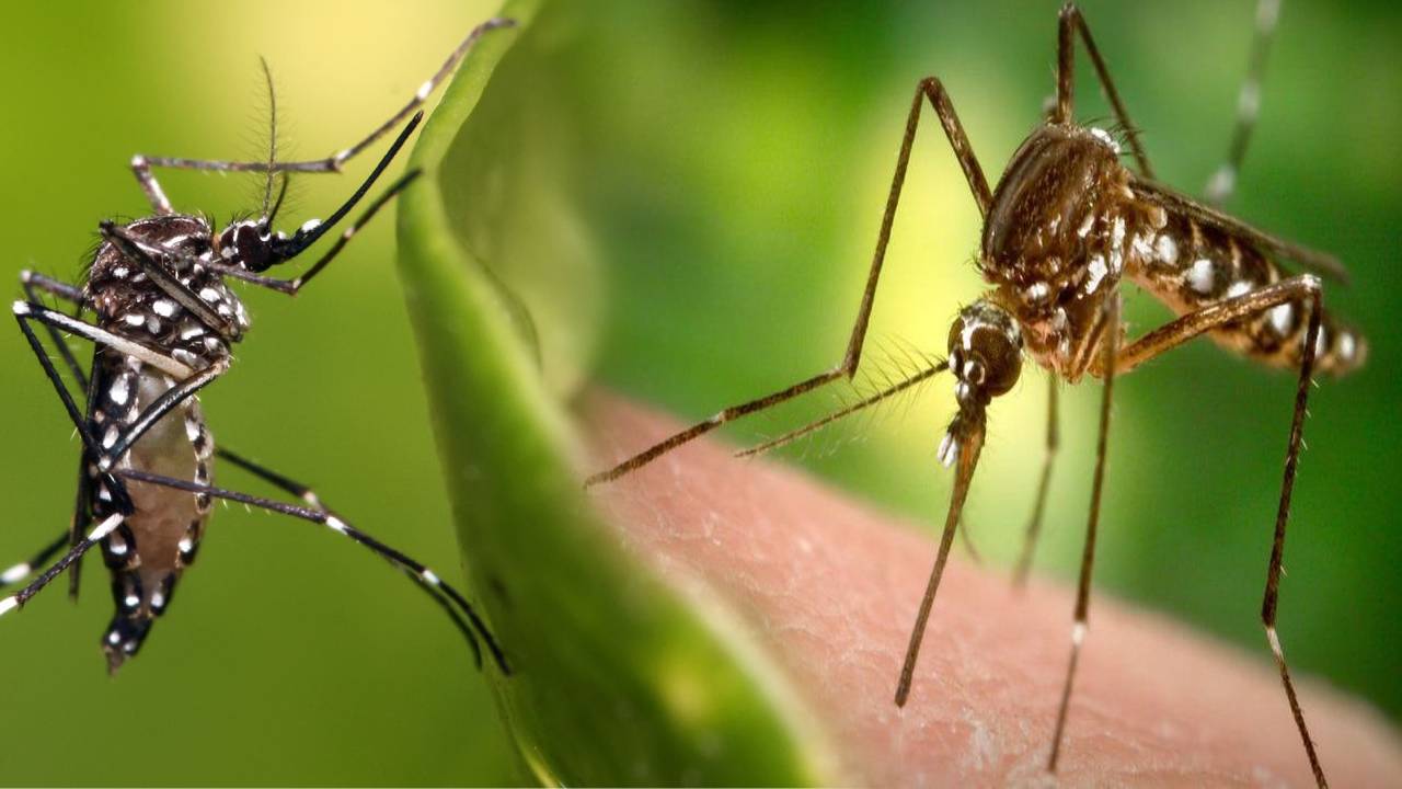 Genetic Mosquitoes : రోగకారక దోమల పనిపట్టేందుకు జన్యుమార్పిడి దోమలు..! Genetic Mosquitoes : రోగకారక దోమల పనిపట్టేందుకు జన్యుమార్పిడి దోమలు..!