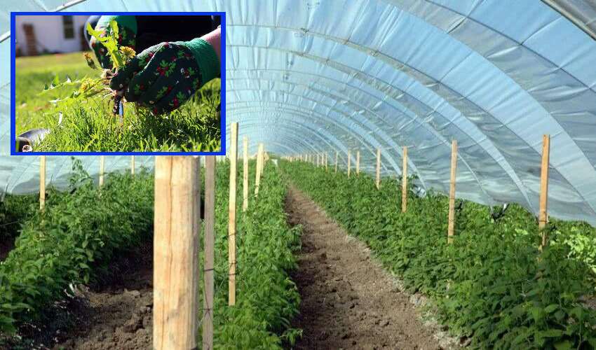Polyhouse : పాలిహౌస్ సాగులో నులిపురుగుల సమస్య Polyhouse : పాలిహౌస్ సాగులో నులిపురుగుల సమస్య