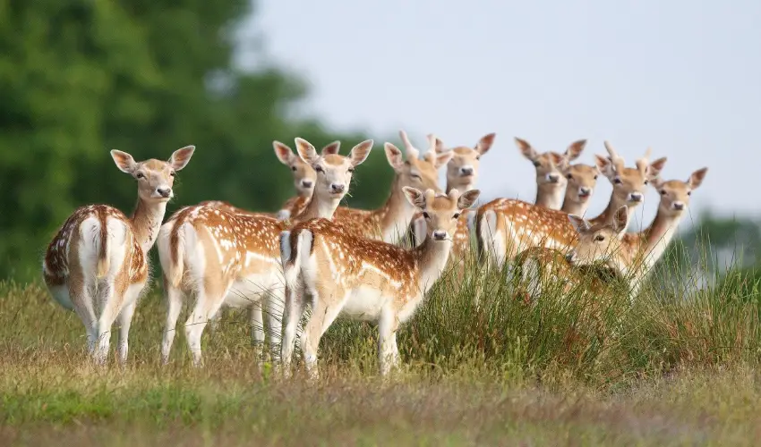 Hunters Killed 12 Deer With Guns In Adoni Mandal