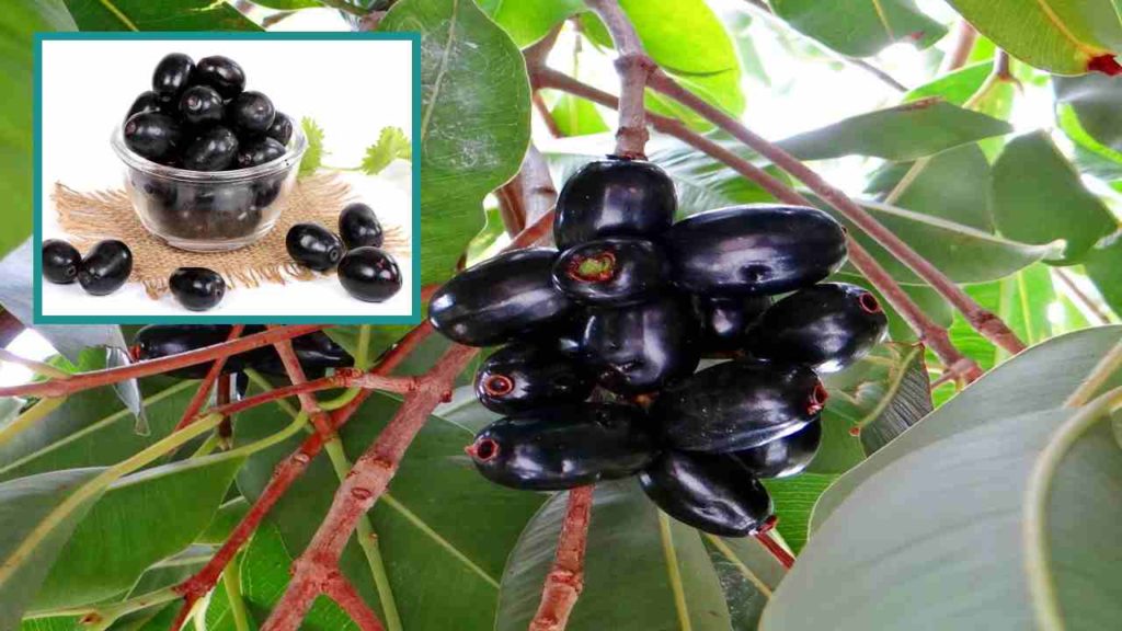 Jamun