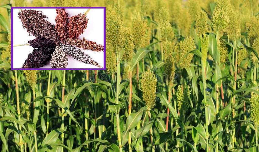 Jowar Grain (1)