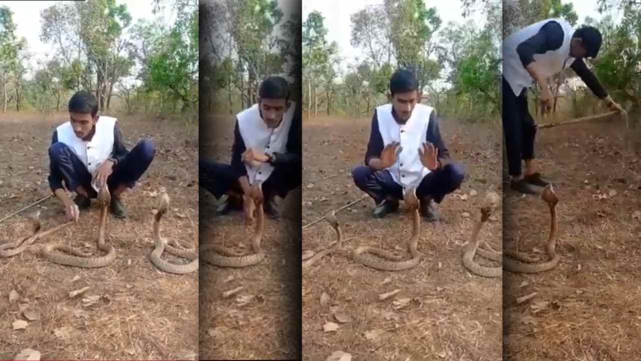 Karnataka: మూడు త్రాచుపాములతో స్టంట్.. విషాదంగా ముగిసిన సీన్ Karnataka: మూడు త్రాచుపాములతో స్టంట్.. విషాదంగా ముగిసిన సీన్