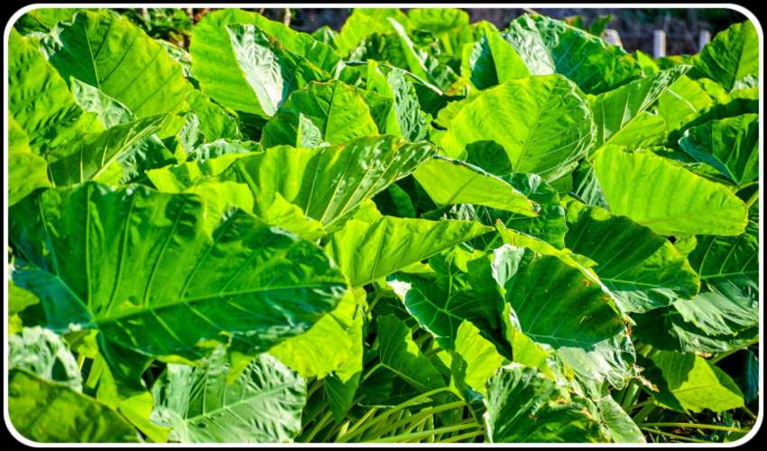 Lettuce Cultivation : పాలకూర సాగులో యాజమాన్య పద్దతులు Lettuce Cultivation : పాలకూర సాగులో యాజమాన్య పద్దతులు