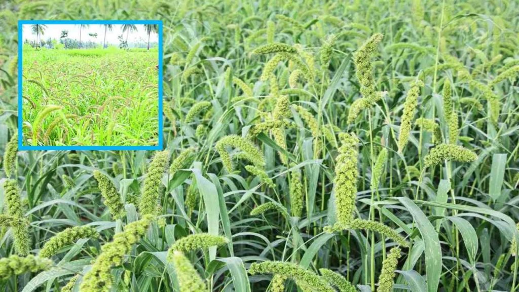 Millets (1)