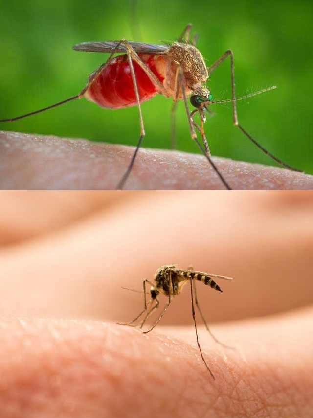 >ఈ చిట్కాలతో.. మీ ఇంట్లో దోమలు పరార్..