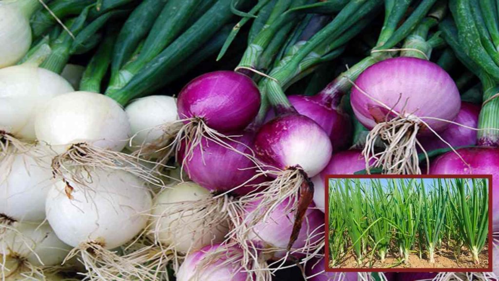 Onion Farming (1)