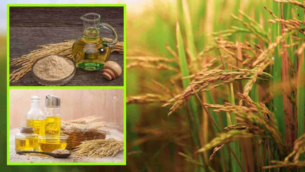 Rice Brown Oil