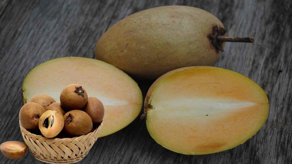 Sapota (1)