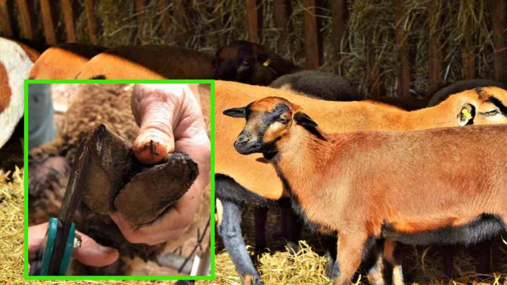 Sheep