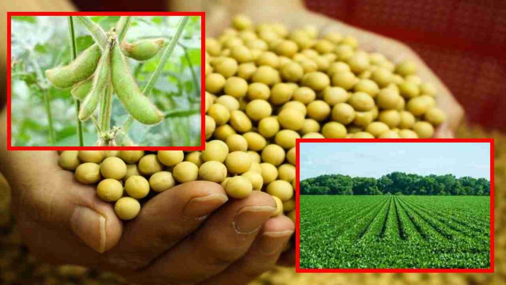 Soya Bean