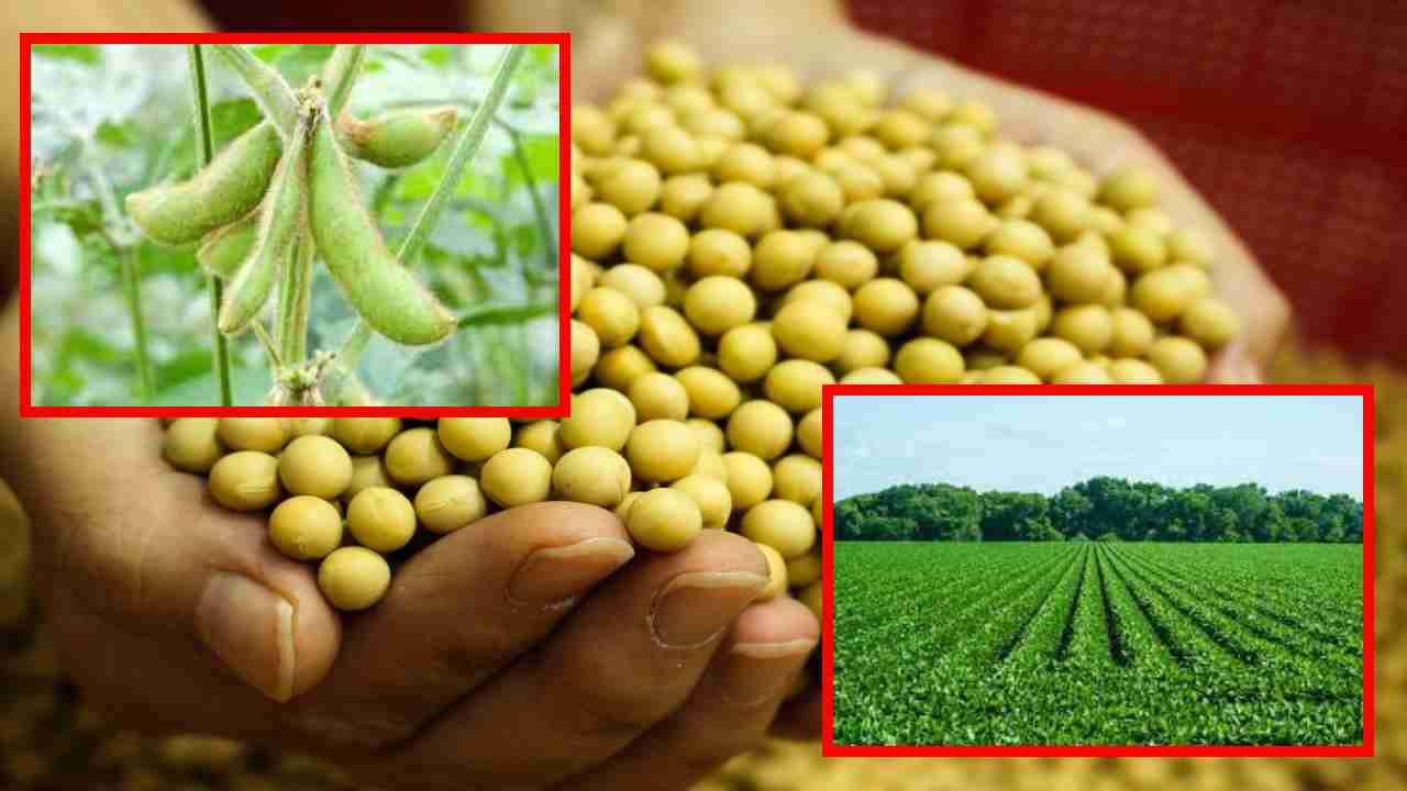 Soybean : సోయాచిక్కుడు సాగులో మేలైన రకాలు… Soybean : సోయాచిక్కుడు సాగులో మేలైన రకాలు…