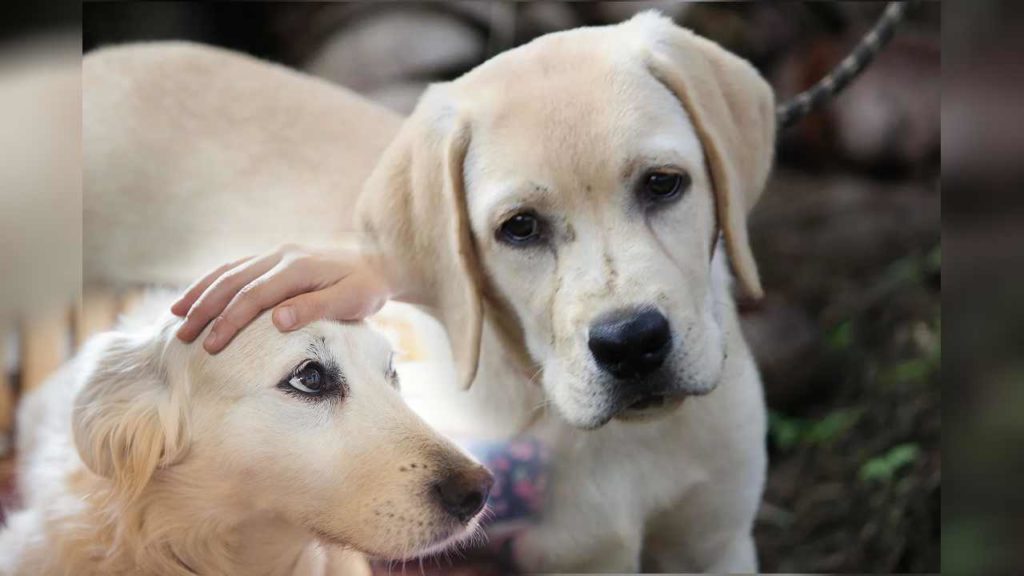 Stray Dogs
