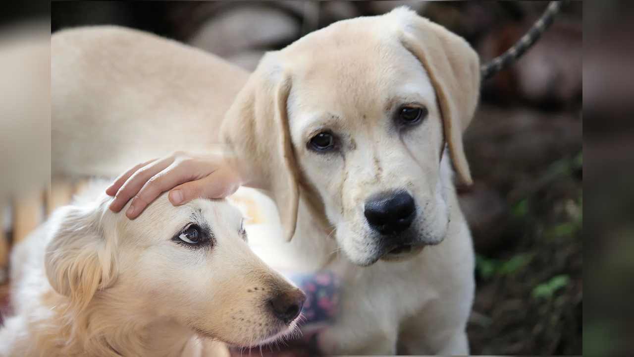 Female Dog: కుక్కను ఉరివేసి చెట్టుకి వేలాడదీసిన దుండగులు Female Dog: కుక్కను ఉరివేసి చెట్టుకి వేలాడదీసిన దుండగులు