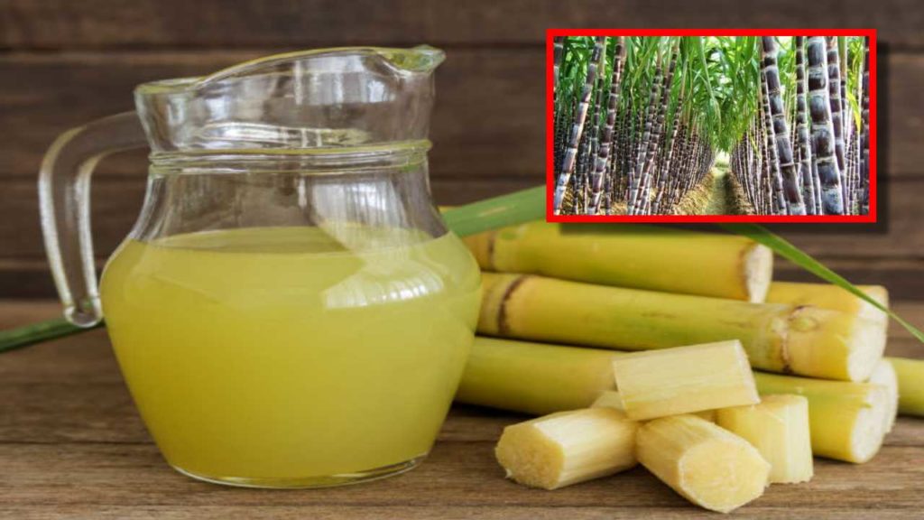 Sugarcane (1)