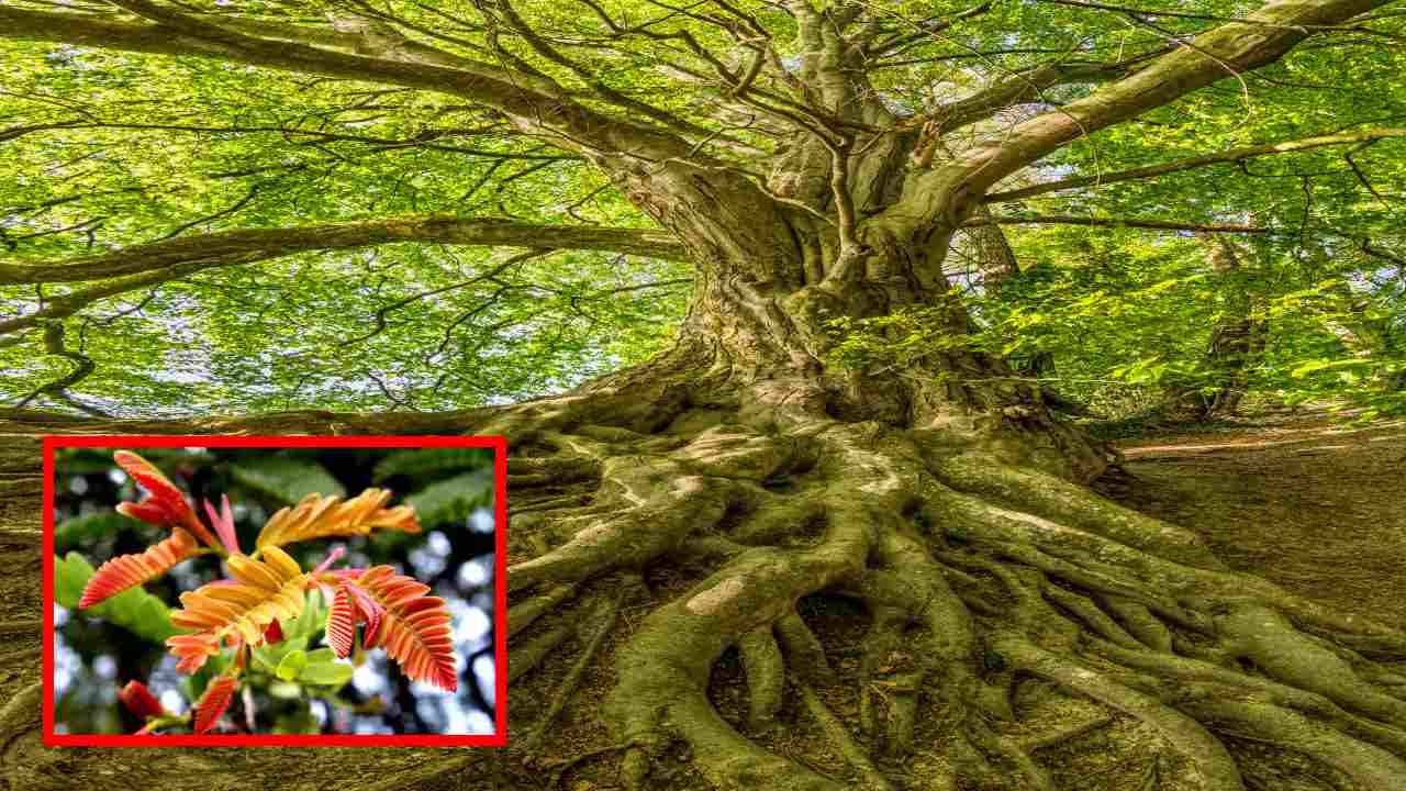 Tamarind Leaves : రక్తహీనతను నివారించి, రోగనిరోధక శక్తిని పెంచే చింత చిగురు! Tamarind Leaves : రక్తహీనతను నివారించి, రోగనిరోధక శక్తిని పెంచే చింత చిగురు!