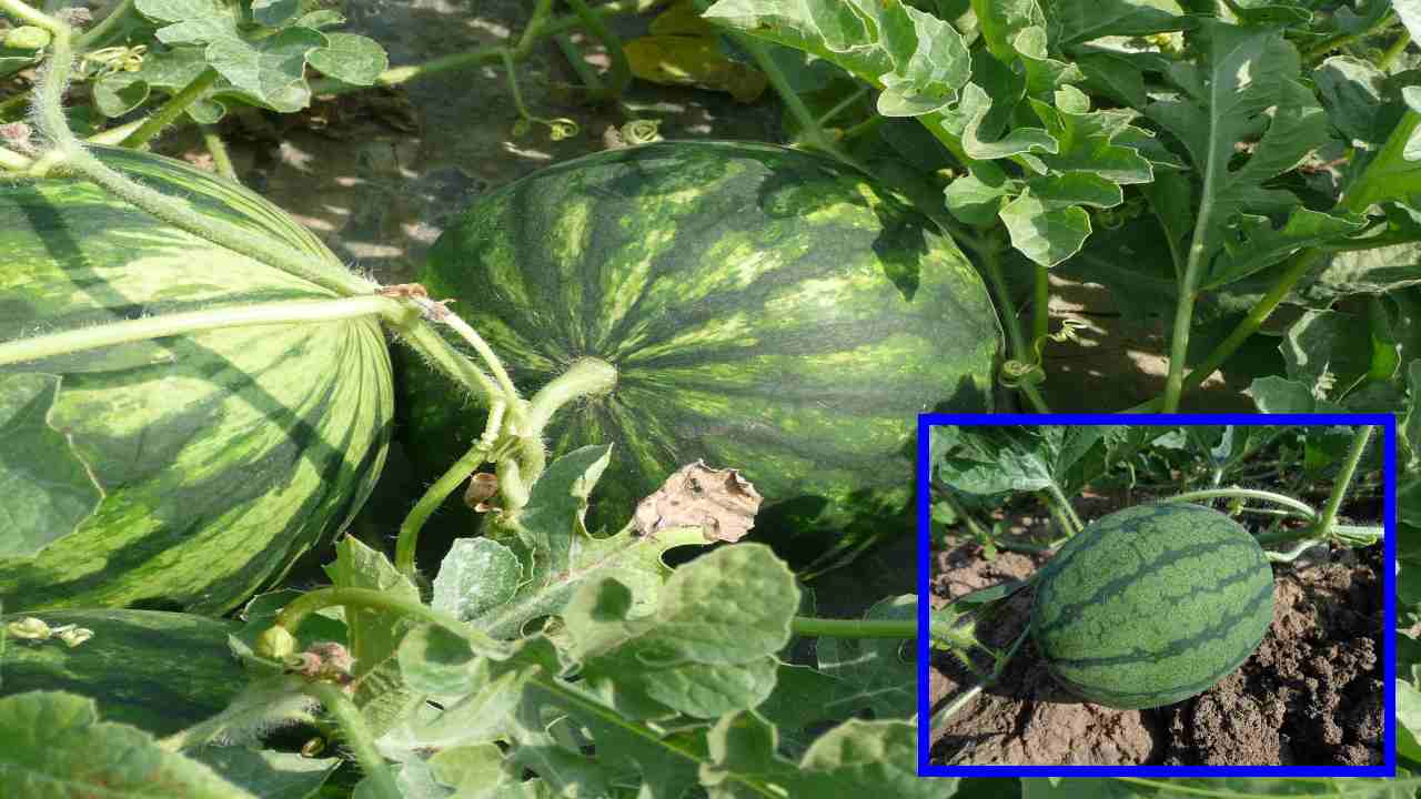 Watermelon Cultivation : పుచ్చకాయ సాగులో సస్యరక్షణ Watermelon Cultivation : పుచ్చకాయ సాగులో సస్యరక్షణ