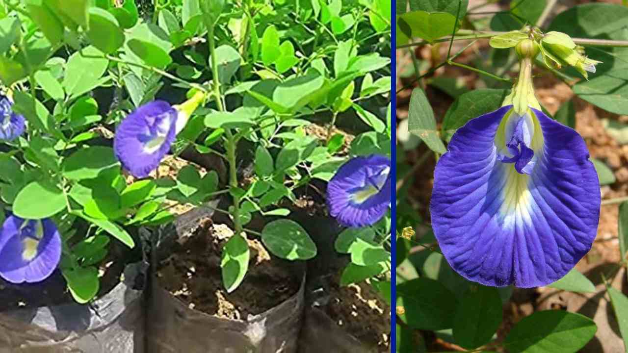 Shanku pushpam : నెలసరి సమస్యలతోపాటు ఇతర వ్యాధులకు శంఖుపుష్ఫంతో! Shanku pushpam : నెలసరి సమస్యలతోపాటు ఇతర వ్యాధులకు శంఖుపుష్ఫంతో!