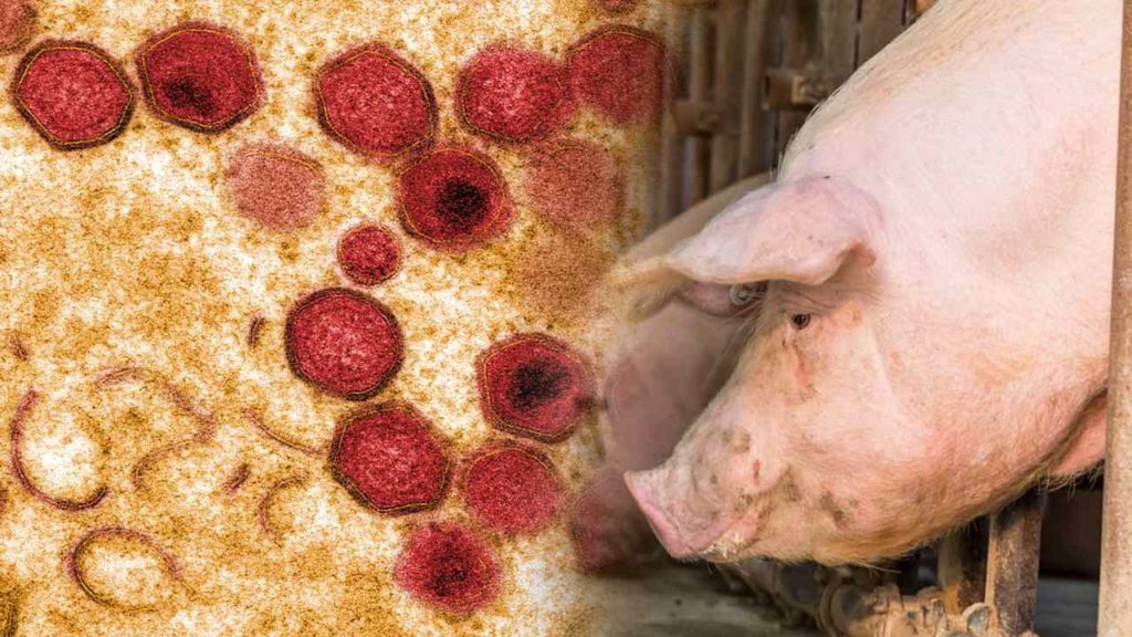 African Swine Flu Breaks Out In Tripura, Govt Orders Mass Execution Of Pigs