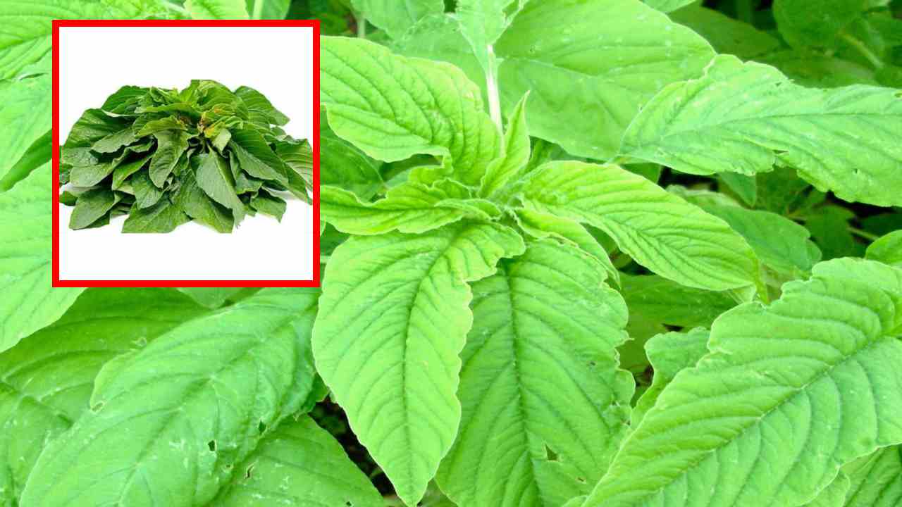 Amaranth Cultivation : తోటకూర సాగులో సస్యరక్షణ Amaranth Cultivation : తోటకూర సాగులో సస్యరక్షణ