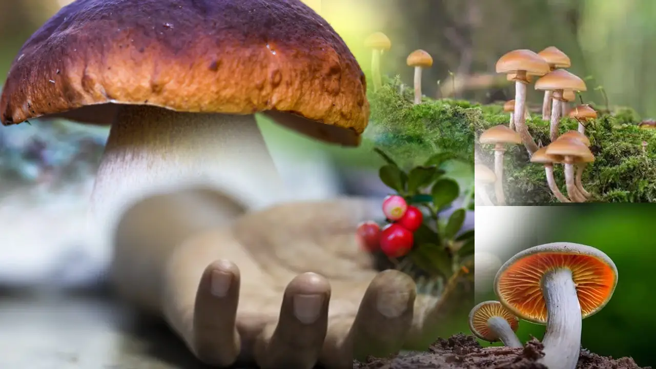 Assam Poisonous Mushroom..13 Died