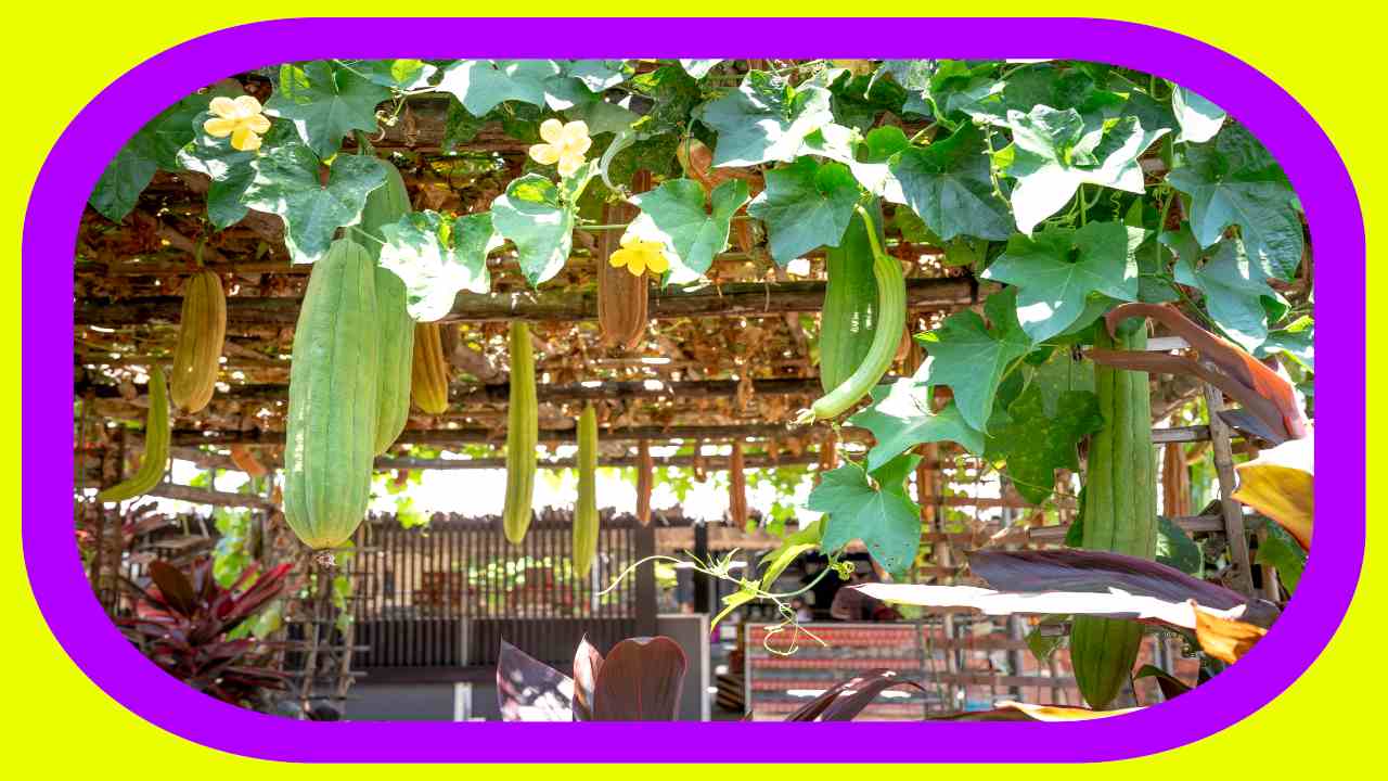 Luffa : బీరసాగులో అనువైన విత్తన రకాలు Luffa : బీరసాగులో అనువైన విత్తన రకాలు