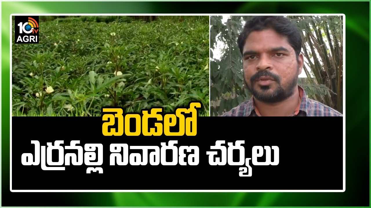 Agriculture: బెండలో ఎర్రనల్లి నివారణ చర్యలు