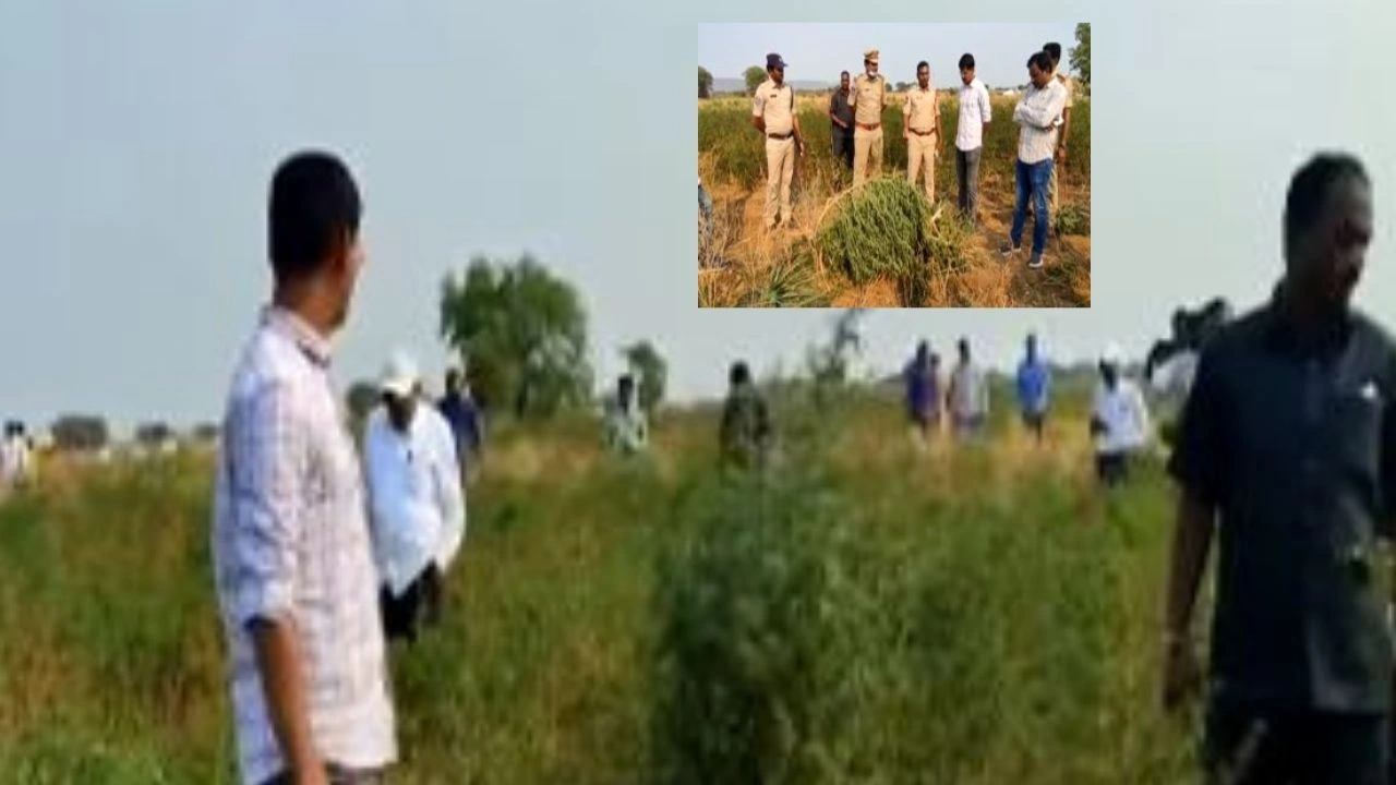 Cannabis Cultivate : ములుగు జిల్లాలో గంజాయి కలకలం.. మిర్చి తోటలో గుట్టుచప్పుడు కాకుండా సాగు Cannabis Cultivate : ములుగు జిల్లాలో గంజాయి కలకలం.. మిర్చి తోటలో గుట్టుచప్పుడు కాకుండా సాగు