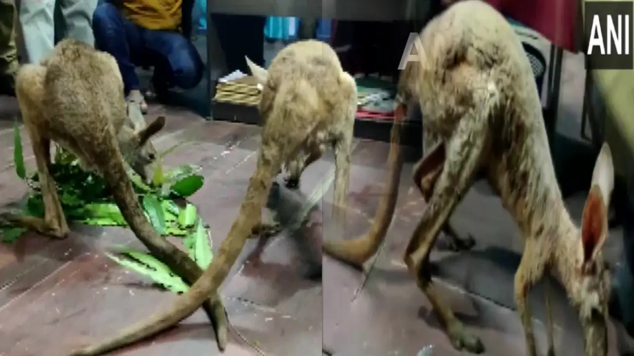 Forest Officials Rescued Two Kangaroos Near Gajoldoba In Jalpaiguri West Bengal