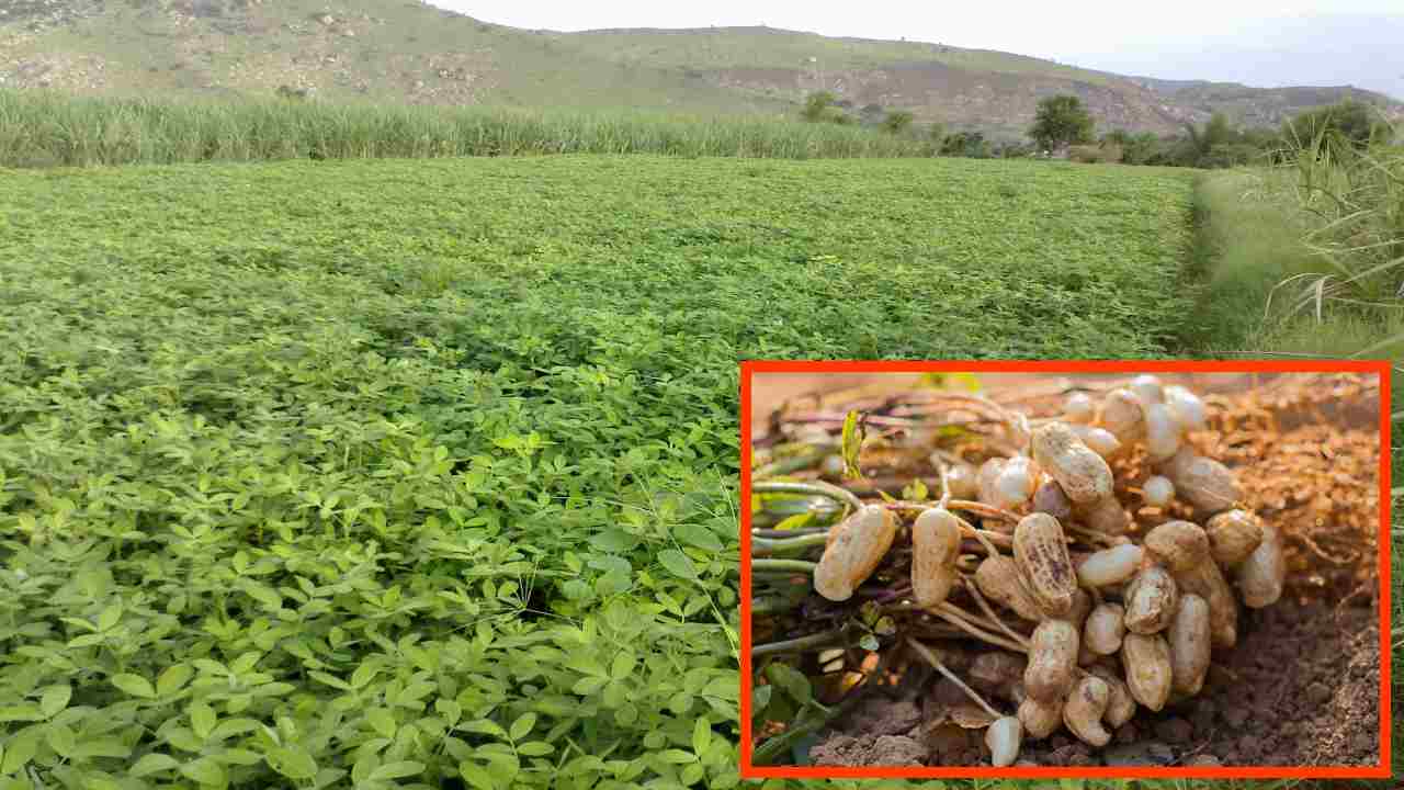 Groundnut crop : వేరు శెనగలో తాలు నివారణకు జిప్సం వాడకం! Groundnut crop : వేరు శెనగలో తాలు నివారణకు జిప్సం వాడకం!