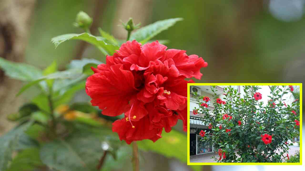 Hibiscus : మందార మొక్క ఔషధగుణాలు తెలిస్తే? Hibiscus : మందార మొక్క ఔషధగుణాలు తెలిస్తే?