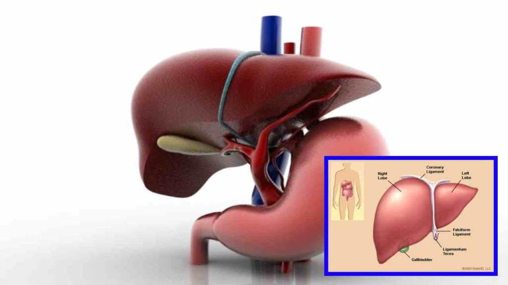 Liver