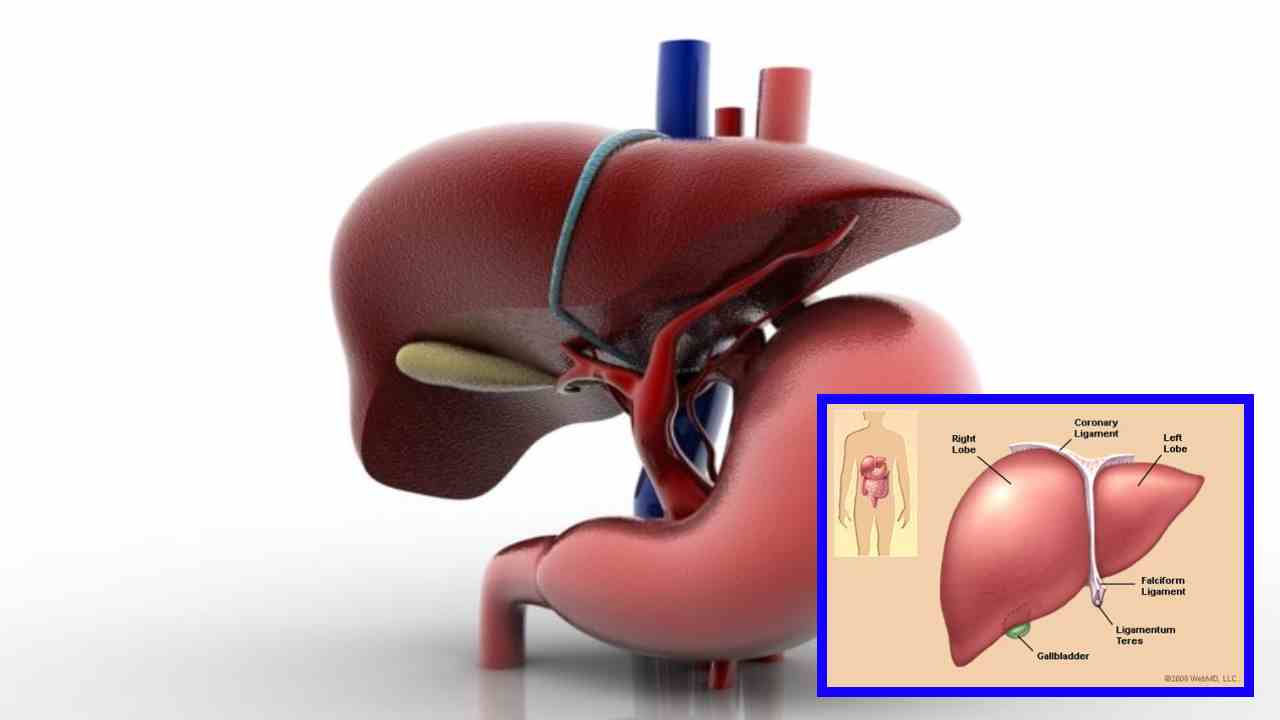 Liver : కాలేయానికి నష్టం కలిగించే అలవాట్లు! Liver : కాలేయానికి నష్టం కలిగించే అలవాట్లు!