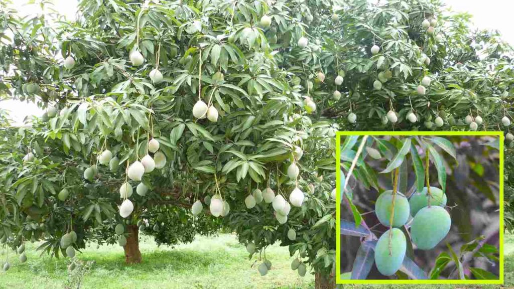 Mango Tree (1)
