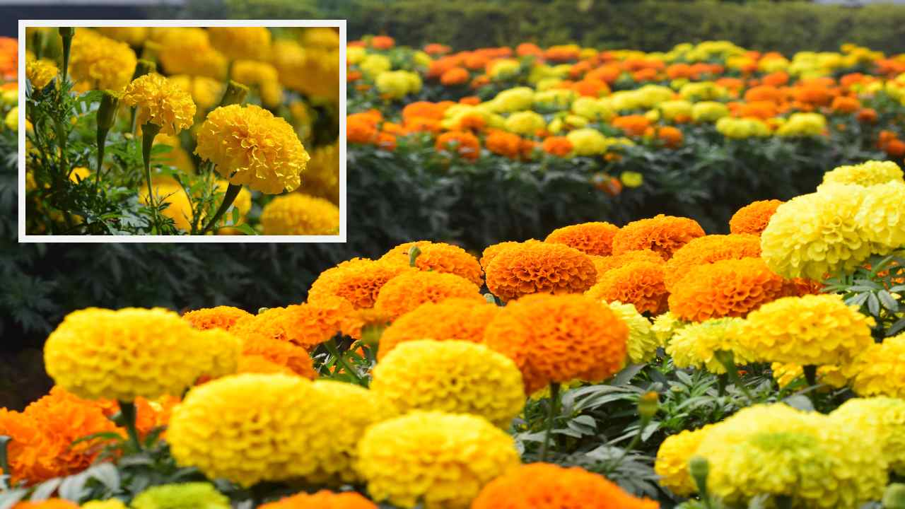 Marigold : బంతి పూల సాగులో సస్యరక్షణ Marigold : బంతి పూల సాగులో సస్యరక్షణ