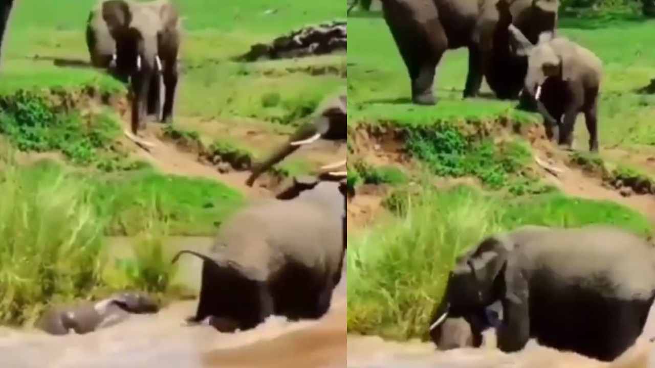 Elephant viral video : నేనుండగా.. నిన్ను పోనిస్తానా.. తల్లి ప్రేమంటే అట్లుంటది మరి.. Elephant viral video : నేనుండగా.. నిన్ను పోనిస్తానా.. తల్లి ప్రేమంటే అట్లుంటది మరి..