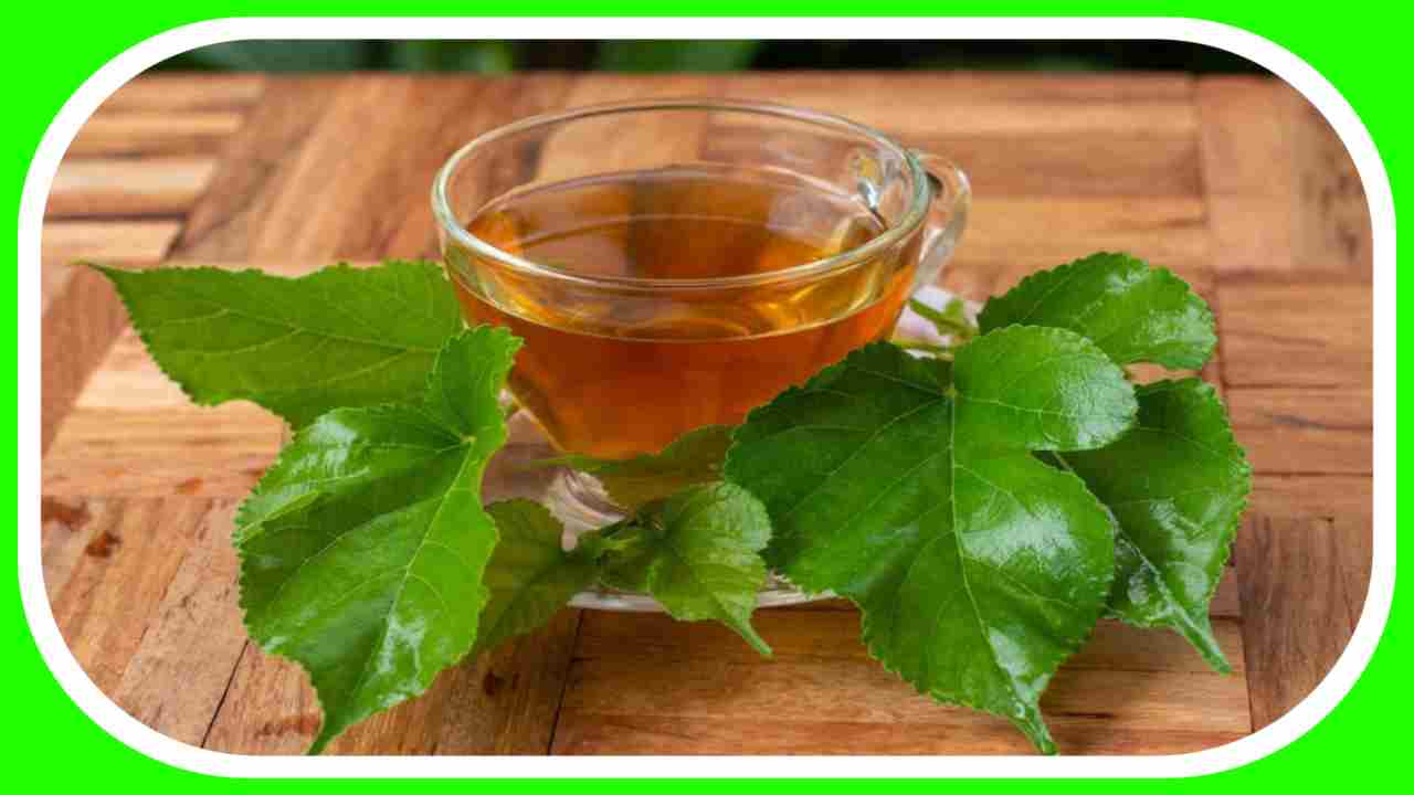 Mulberry Tea : రక్తంలో చక్కెర స్ధాయిలను తగ్గించే మల్బరీ టీ Mulberry Tea : రక్తంలో చక్కెర స్ధాయిలను తగ్గించే మల్బరీ టీ