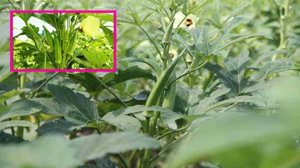 Okra Plant