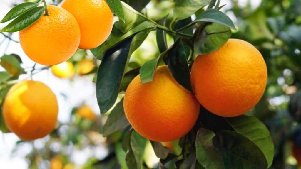 Oranges