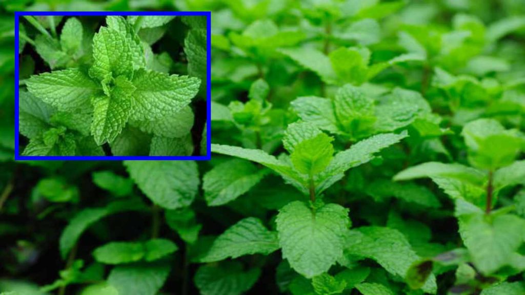 Green Mint Plant In Growth At Vegetable Garde