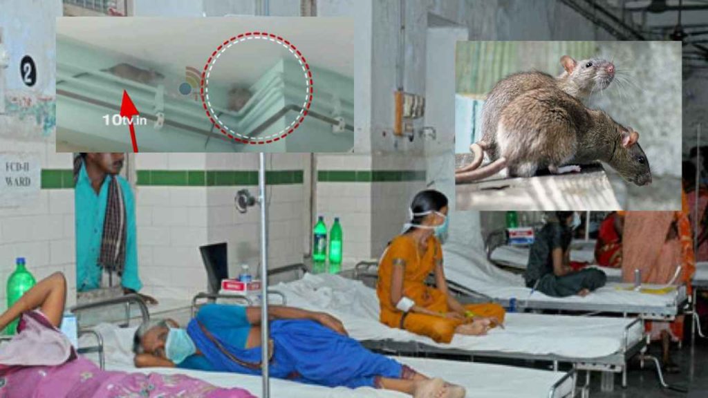Rats In Kamareddy Hospital
