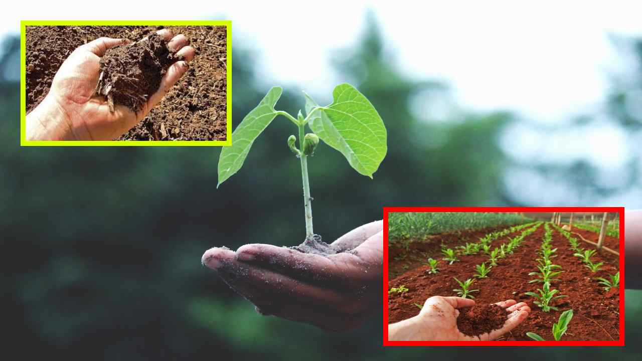 Soil Test : పొలానికి రక్ష.. భూసార పరీక్ష Soil Test : పొలానికి రక్ష.. భూసార పరీక్ష