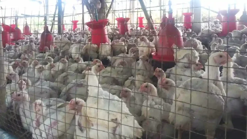 Us Bird Flu