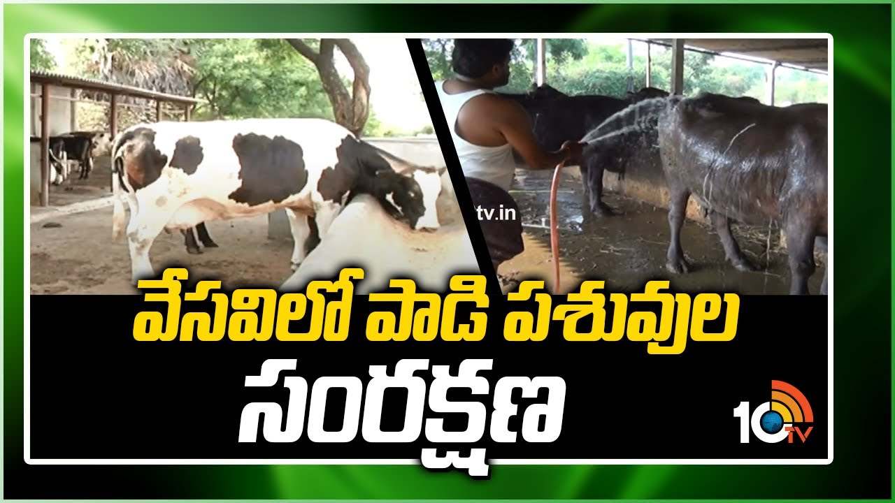 Summer: వేసవిలో పాడి పశువుల సంరక్షణ