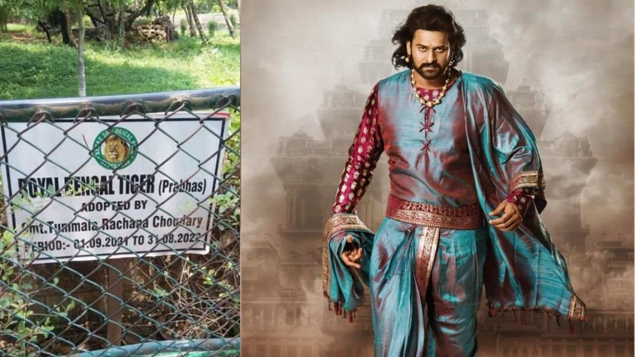 Viral News: బెంగాల్ పులికి ప్రభాస్ పేరు.. ఇదెక్కడి ఎలివేషన్ బాబోయ్! Viral News: బెంగాల్ పులికి ప్రభాస్ పేరు.. ఇదెక్కడి ఎలివేషన్ బాబోయ్!