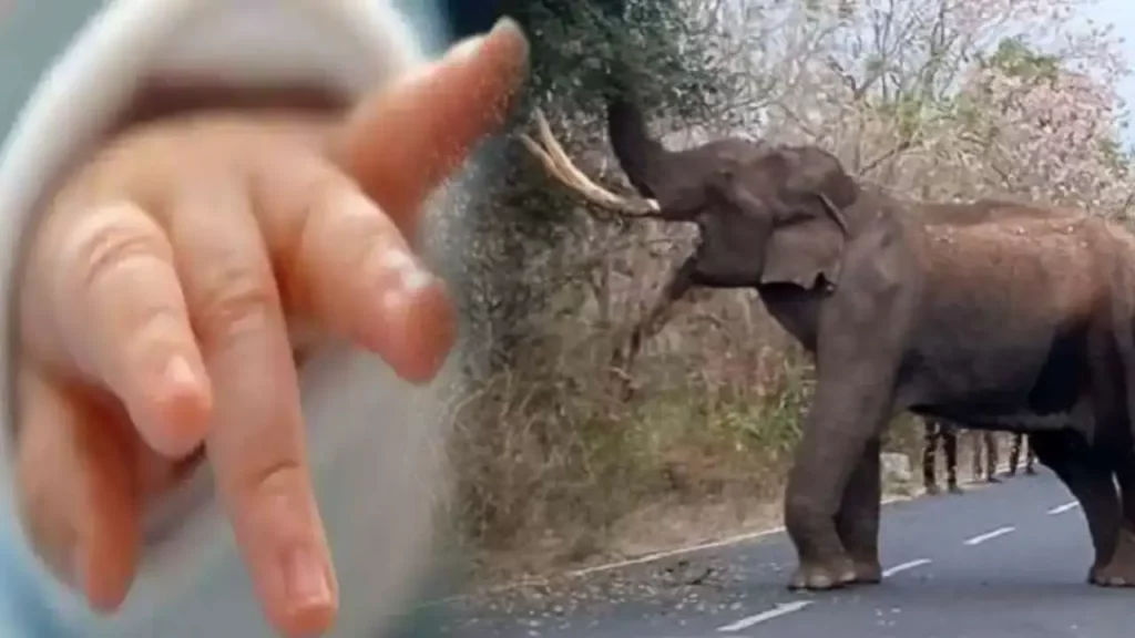 Woman Gives Birth In Ambulance As Elephant Blocks Road