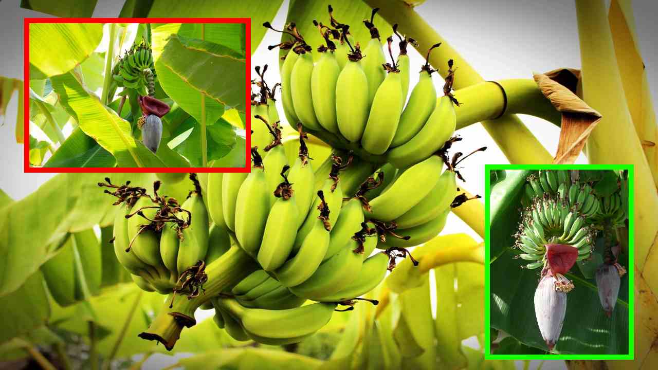 Banana Plantations : వేసవిలో అరటితోటల యాజమాన్యం Banana Plantations : వేసవిలో అరటితోటల యాజమాన్యం