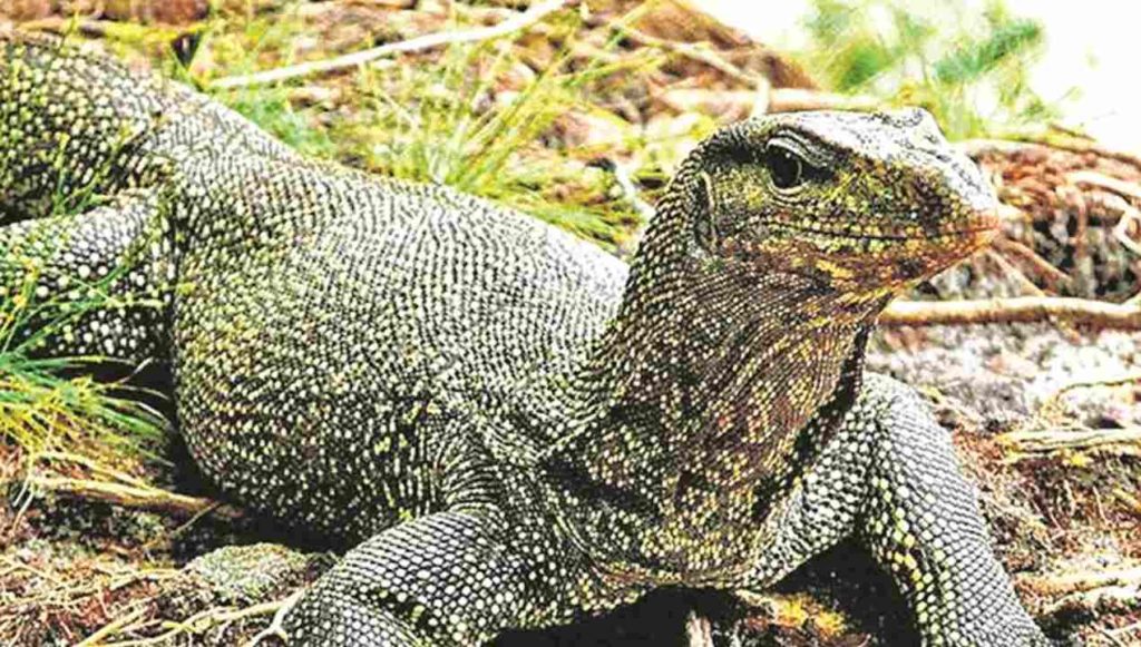 Bengal Monitor Lizard